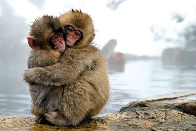 BBC-Kinodokumentation Unser Leben
