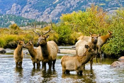 Wapitihirsche im Rocky Mountain Nationalpark