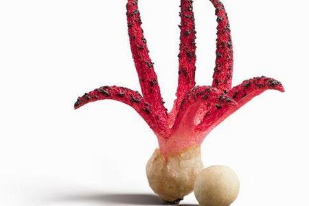 Tintenfischpilz - Ausstellung Pilze im Musem Wiesbaden