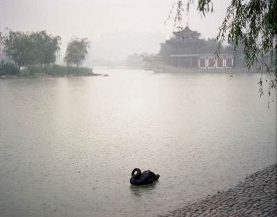 Shen Wei - Chinese Sentiment ausstellung frankfurt