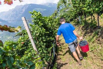 Schennas junge Bauern versuchen, neue Wege zu gehen mit Wein, anstatt Apfelkultur und konsequentem Bio-Anbau