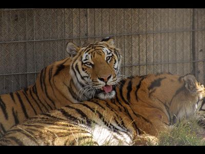 VIER PFOTEN bringt Sahib und Jill in Großkatzenstation TIERART