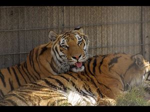 VIER PFOTEN bringt Sahib und Jill in Großkatzenstation TIERART VIER PFOTEN bringt Sahib und Jill in Großkatzenstation TIERART