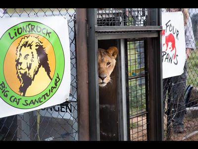 Nun koennen sich die Loewen in LIONSROCK endlich von ihrer Vergangenheit erholen