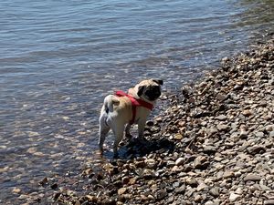 Auch unser Mops Adele macht gerne Urlaub in Deutschland Auch unser Mops Adele macht gerne Urlaub in Deutschland