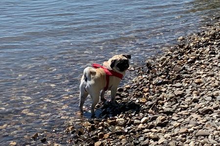 Auch unser Mops Adele macht gerne Urlaub in Deutschland