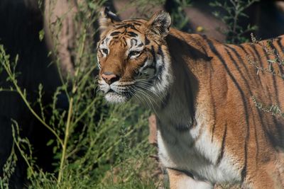 Tigerin Varvara litt jahrelang in einem Zirkus. Im von VIER PFOTEN geführten Tier- und Artenschutzzentrum TIERART kann sie heute ein artgemäßes Leben führen