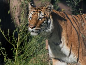 Tigerin Varvara litt jahrelang in einem Zirkus. Im von VIER PFOTEN geführten Tier- und Artenschutzzentrum TIERART kann sie heute ein artgemäßes Leben führen Tigerin Varvara litt jahrelang in einem Zirkus. Im von VIER PFOTEN geführten Tier- und Artenschutzzentrum TIERART kann sie heute ein artgemäßes Leben führen