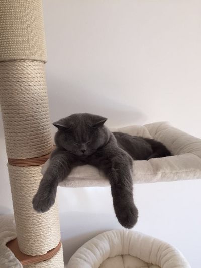 Merlin liebt sein Zuhause