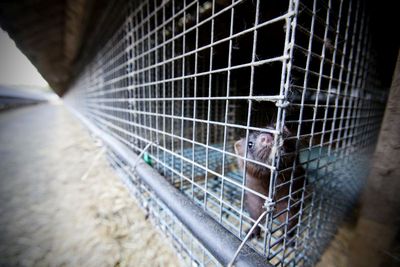 Letzte deutsche Pelztierfarm ohne Tiere. VIER PFOTEN freut sich ueber das Ende der Pelzindustrie in Deutschland