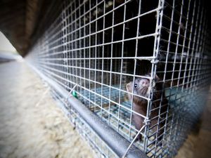 Letzte deutsche Pelztierfarm ohne Tiere. VIER PFOTEN freut sich ueber das Ende der Pelzindustrie in Deutschland