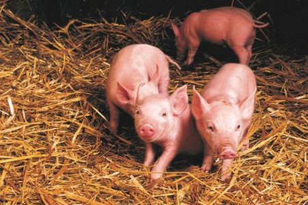 Man schneidet oder reißt den Ferkeln die Hoden vom Leib. Ferkel werden in ihren ersten Lebenstagen kastriert