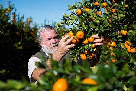 Kobus de Kock erntet ClemenGold Mandarinen