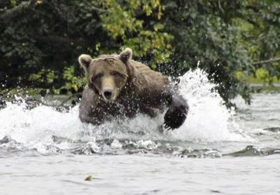 Mit Hauser Exkursionen beobachten Familien Westkanadas Grizzlys in ihrem natuerlichen Lebensraum