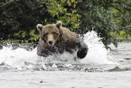 Mit Hauser Exkursionen beobachten Familien Westkanadas Grizzlys in ihrem natuerlichen Lebensraum