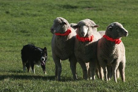 Sheepdog mit Schafen