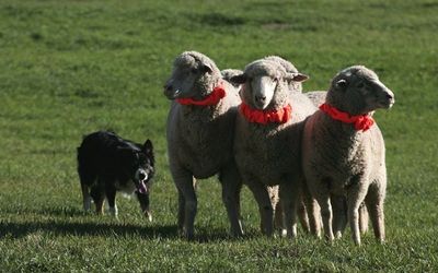 Sheepdog mit Schafen