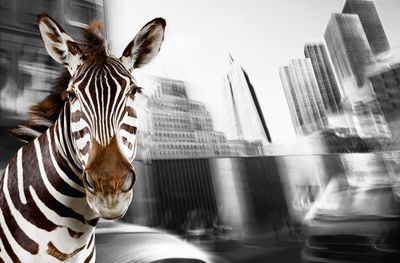 Urban Animals Zebra - Fotokunst Norbert Schaefer