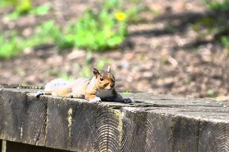 Die New Jersey Meadowlands sind auch ein Naturparadies