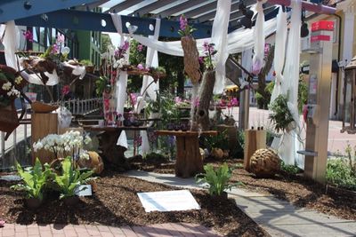 Orchideenfieber in Bad Woerishofen