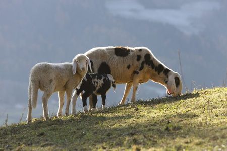 Kaetzchen, Kaelbchen, Ziegen und Welpen fuer die kleinen Urlauber auf den Suedtiroler Bauernhoefen