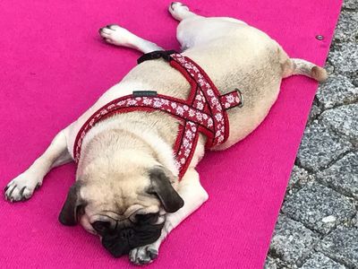 Auch für unseren Digital-Content Mops Adele faellt dieses Jahr die  Dmexco aus