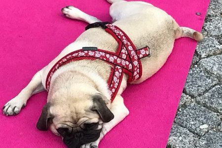 Auch für unseren Digital-Content Mops Adele faellt dieses Jahr die  Dmexco aus