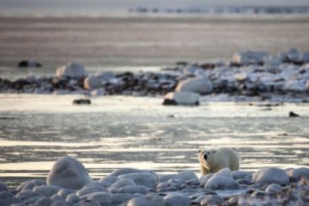 Eisbaer im Norden Kanadas