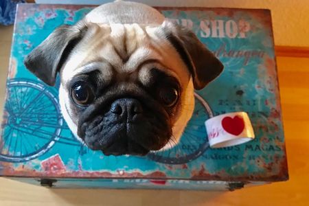 Unser Mode Mops Adele hatte die richtige Nase und dass Kale die Farbe des Jahre wird hat Adele fruehzeitig gerochen