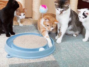 Katzen lieben Futterspiele Katzen lieben Futterspiele