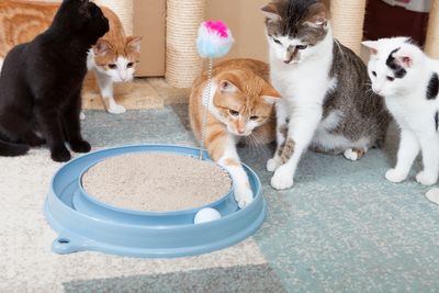 Katzen lieben Futterspiele