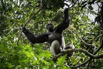 Odzala Gorilla im Baum