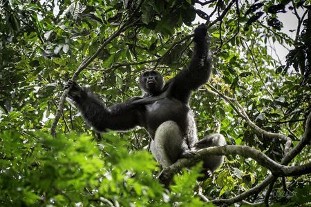 Odzala Gorilla im Baum