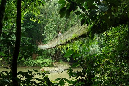 Dschungel von Borneo