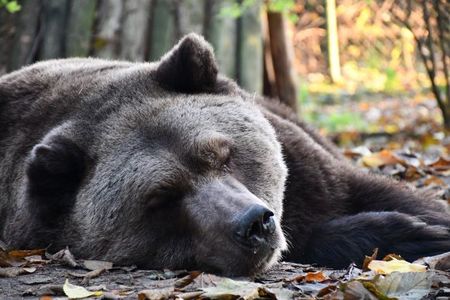 Zwischen Oktober und Dezember beginnen die Braunbarren ihre Winterruhe