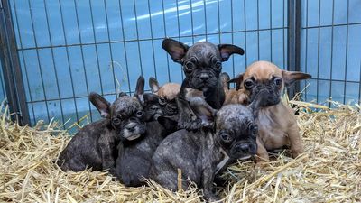 Diese Tiere konnten mit Hilfe von VIER PFOTEN gerettet werden