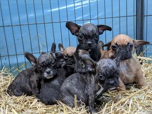 Diese Tiere konnten mit Hilfe von VIER PFOTEN gerettet werden Diese Tiere konnten mit Hilfe von VIER PFOTEN gerettet werden
