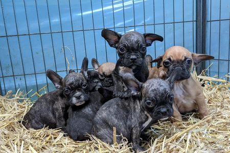 Diese Tiere konnten mit Hilfe von VIER PFOTEN gerettet werden