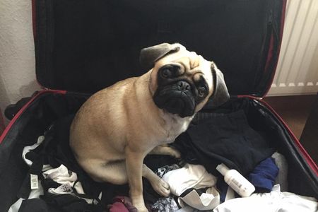Unser Reise Mops Adele freut sich auf auf viele schoene Reisen und Urlaube rund um die Welt