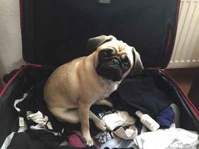 Unser Reise Mops Adele freut sich auf auf viele schoene Reisen und Urlaube rund um die Welt