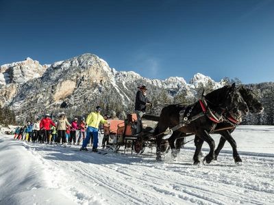 Ökologischer Lift: Ein Noriker-Gespann zieht die Wintersportler von Piste zu Piste