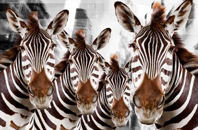 Urban Anmials Zebras