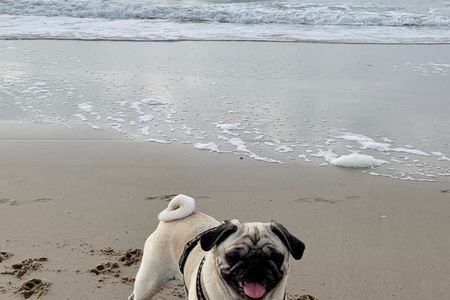 Unser Mops Adele liebt im Herbst lange Strandspaziergänge