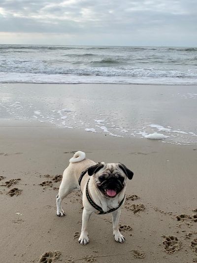 Unser Mops Adele liebt im Herbst lange Strandspaziergänge