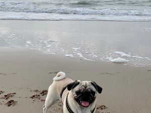 Unser Mops Adele liebt im Herbst lange Strandspaziergänge