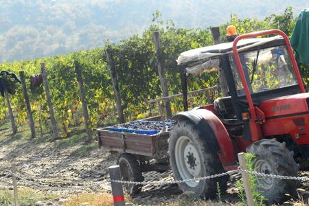 Das malerischste, vielleicht schoenste Weingebiet der Welt findet man in Piemont mit seinen weltberuehmten Weinen