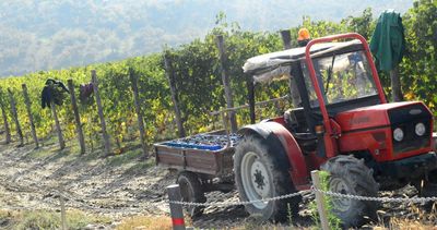 Das malerischste, vielleicht schoenste Weingebiet der Welt findet man in Piemont mit seinen weltberuehmten Weinen