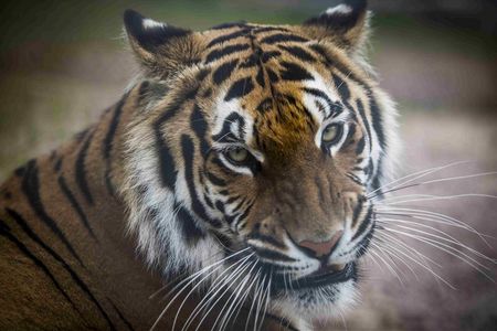 Tigerhandel endlich verbieten - Wie die Tigermafia in Asien und Europa mit gefaehrdeten Grosskatzen Geschaefte macht