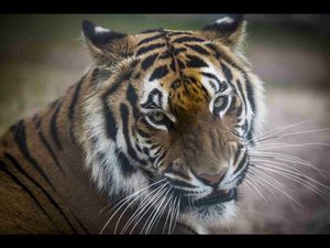 Tigerhandel endlich verbieten - Wie die Tigermafia in Asien und Europa mit gefaehrdeten Grosskatzen Geschaefte macht