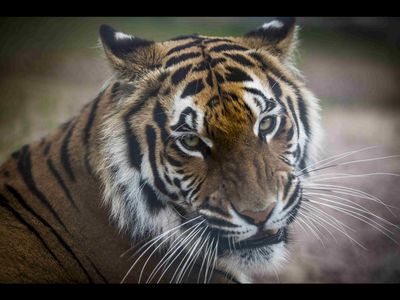 Tigerhandel endlich verbieten - Wie die Tigermafia in Asien und Europa mit gefaehrdeten Grosskatzen Geschaefte macht